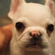 frenchie popp