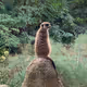 Frens at the zoo