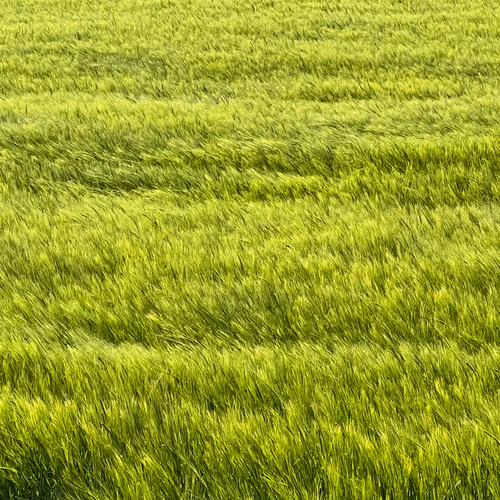 Fresh field