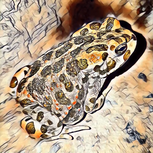 Frog NFTs