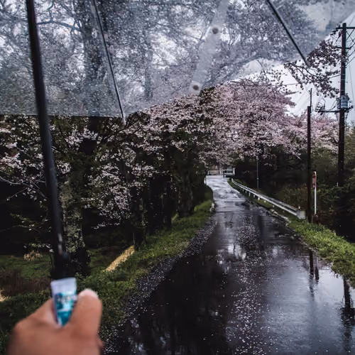 From My Umbrella
