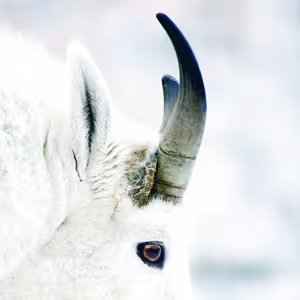 Canadian Wilds Critters