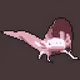 axolotls in space