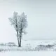 Frozen Silence - old