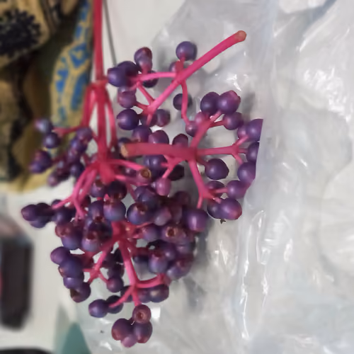 fruit about collection