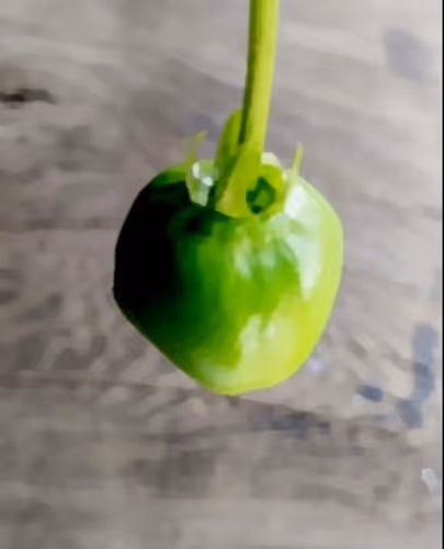 frutia