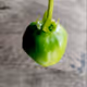 frutia