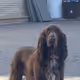 Fuck The Tango Manager