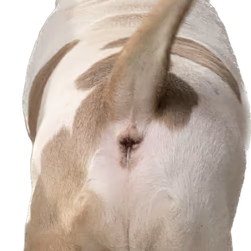 fuckassbully