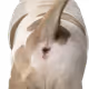 fuckassbully