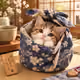 Fujicat
