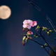 fullmoon-and-flower