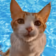 Fun Kitty Cat