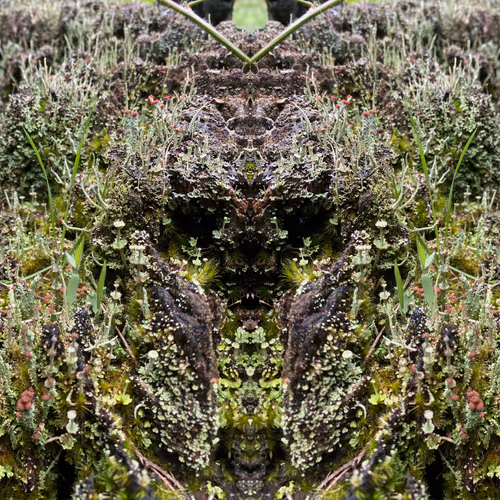 Fungal Astronaut
