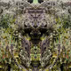 Fungal Astronaut