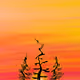 funky town trees doodle - old