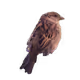 FunkyAnimal