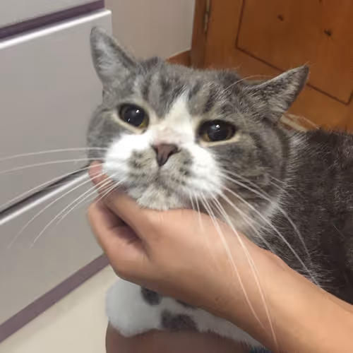Funky Cat - old