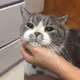 Funky Cat - old