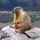 Funny Marmots