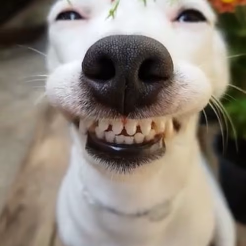 Funny Series