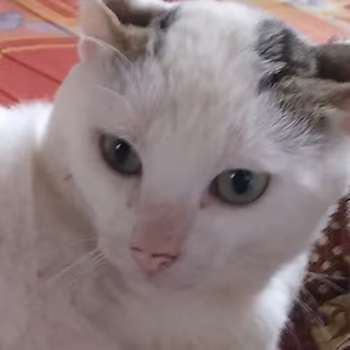 Funny White Cat