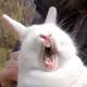FunnyAnimals-Pets