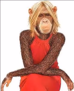 funny monkey good