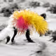 Fur in  the Snow