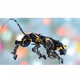 Futuristic robotic predator panther 3d render