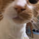 Fuzzy Guys: A Collection of Cat Photograpy