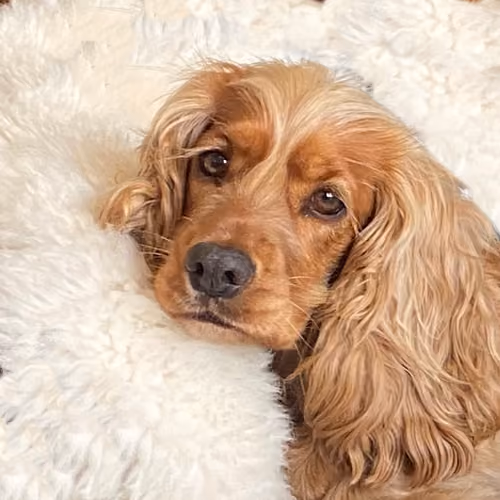 Fyfe Dogg Collection - old
