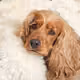 Fyfe Dogg Collection - old