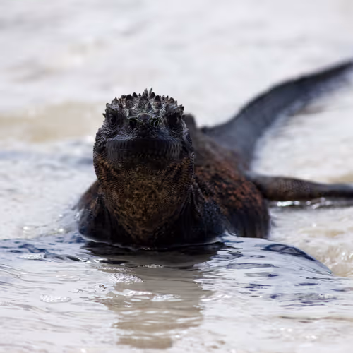 Galapagos Isle - old