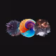 Galaxis