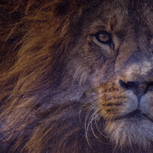 Galaxy-Creatures Collection (ETH on python)