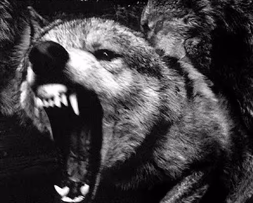 Gangsta's paradise life