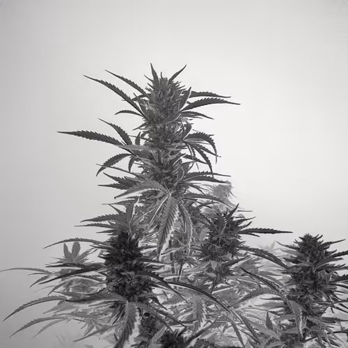 Ganja Life Club