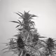 Ganja Life Club