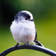 Garden Birds by Janice Gill - old