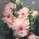 Garden of Vivid Dreams - old