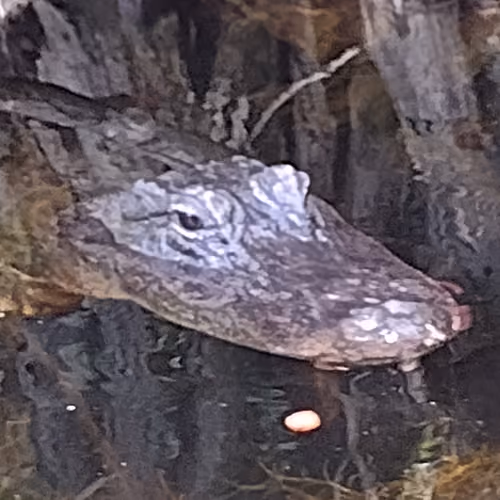 Alligators of the Everglades