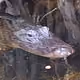 Alligators of the Everglades