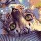 Gatto