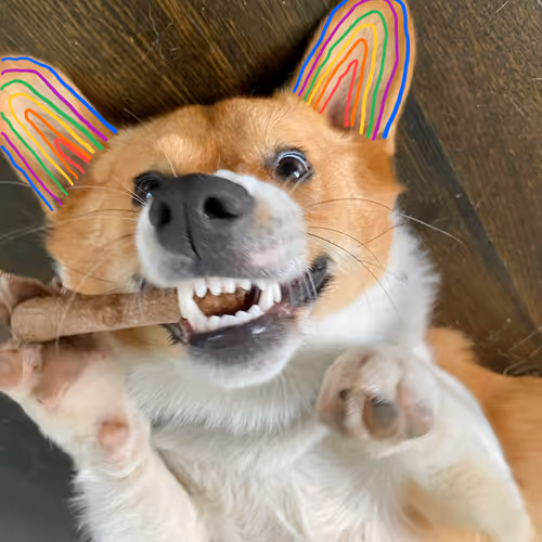 gay corgi