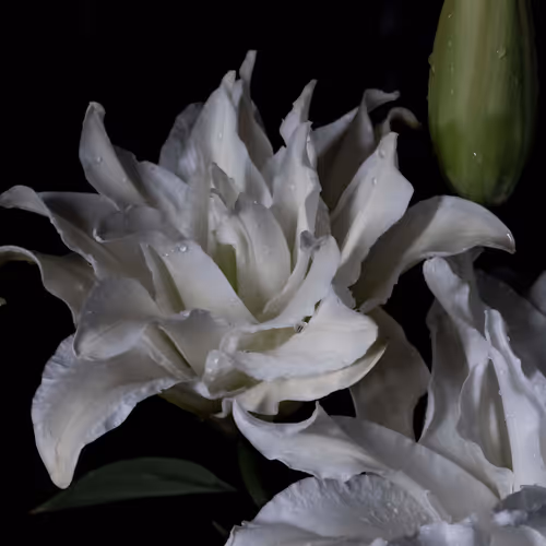 GDR White Label - old