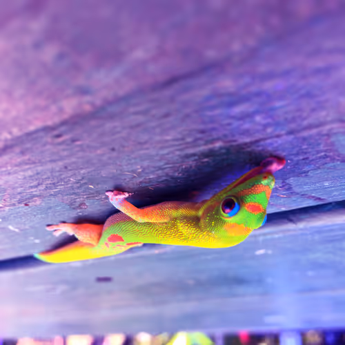 Gecko_Hawaii