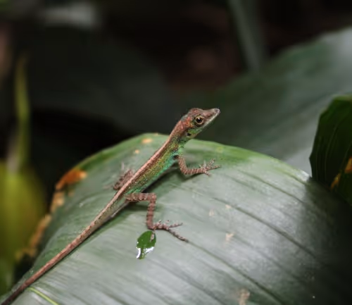 GeckoOnTheGreenLeaves