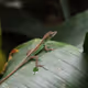 GeckoOnTheGreenLeaves