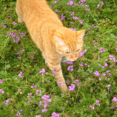 Geeecat